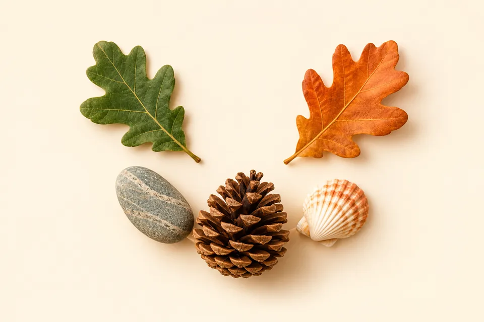 Oak leaves, a pine cone, a smooth pebble and a seashell.
